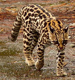 Ocelot