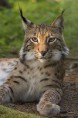 /album/fotogalerie/a280px-lynx-lynx-poing-jpg/