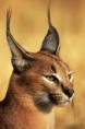 /album/fotogalerie/a0647-caracal-jpg/